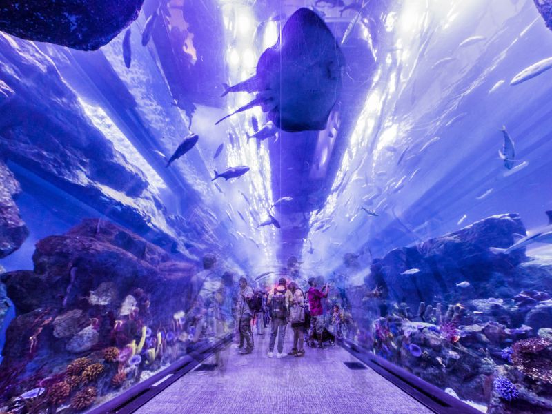 Besucher staunen über die großen Fische im Dubai Aquarium