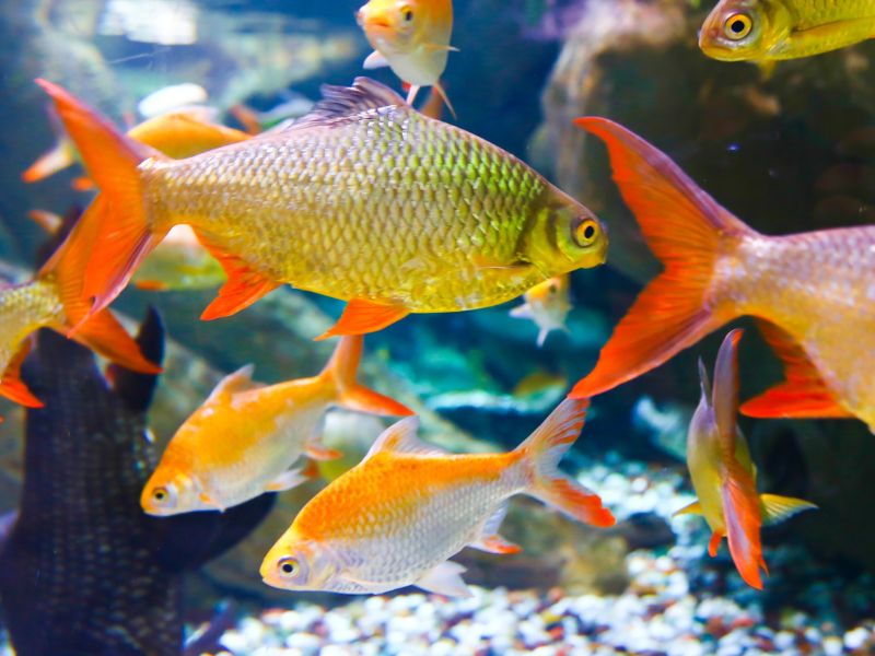 Fische im Aquarium in Dubai